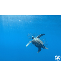 گونه لاکپشت چرمی Leatherback Turtle